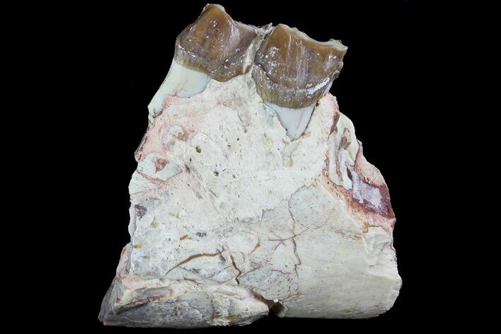 Hyracodon (Running Rhino) Jaw Section - South Dakota #80162